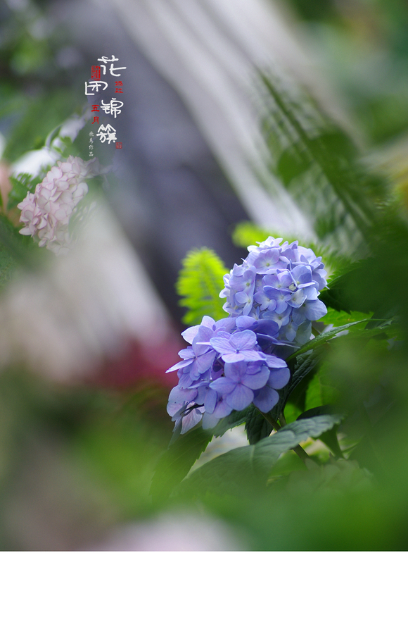 花团锦簇