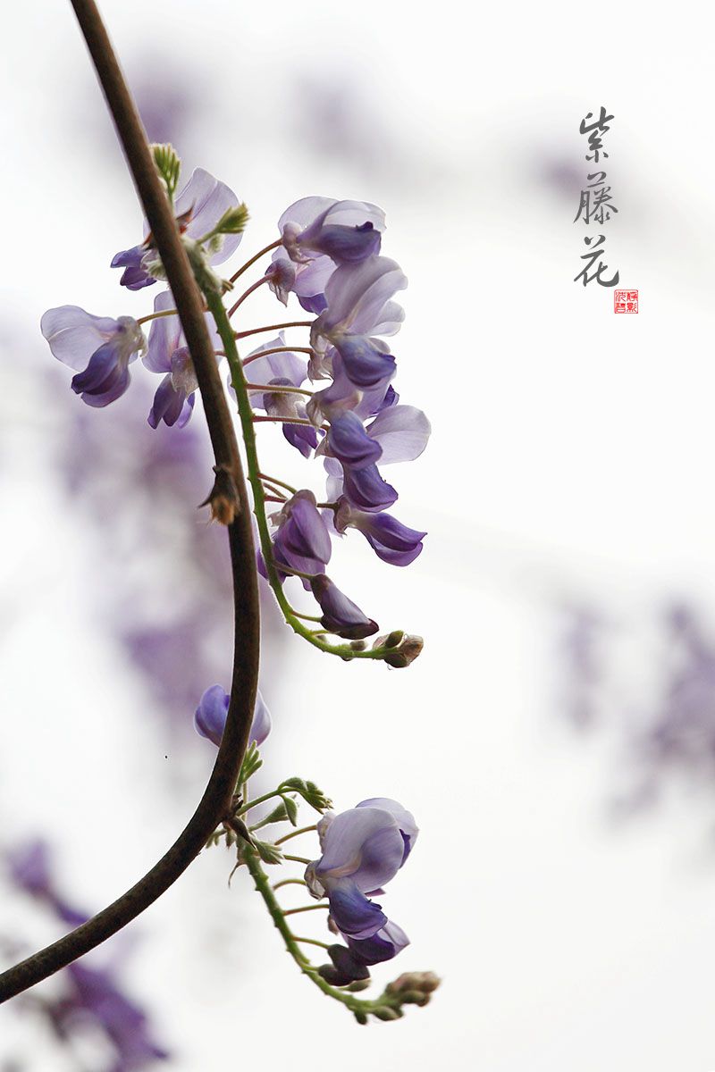 淡雅的紫藤花