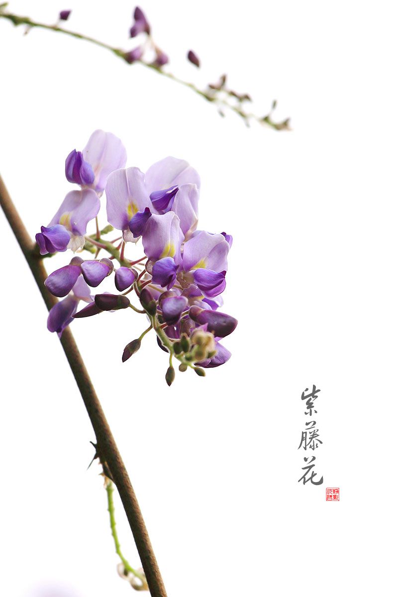 淡雅的紫藤花