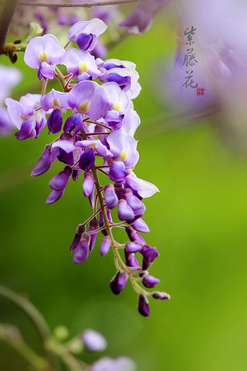 【淡雅的紫藤花摄影图片】生态摄影_静影沉碧_太平洋