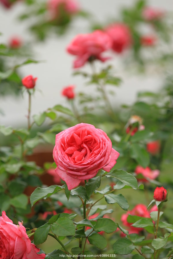 月季花