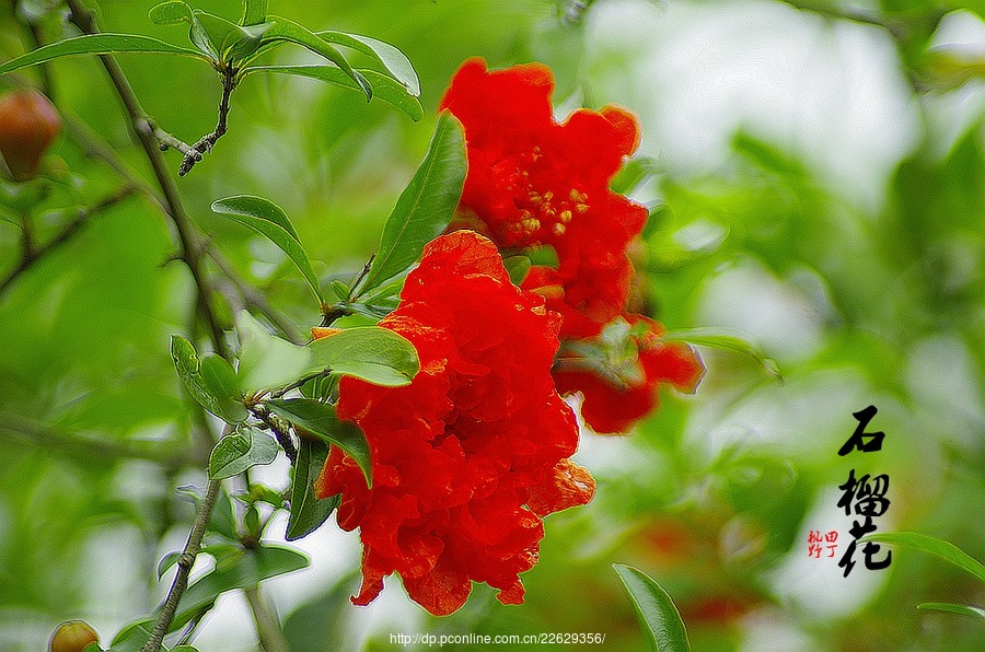 石榴花