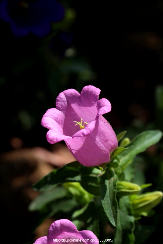 铃铛花