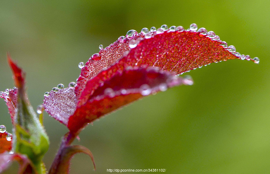 雨后月季花.