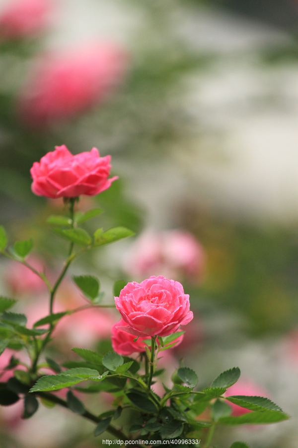 【蔷薇花摄影图片】生态摄影