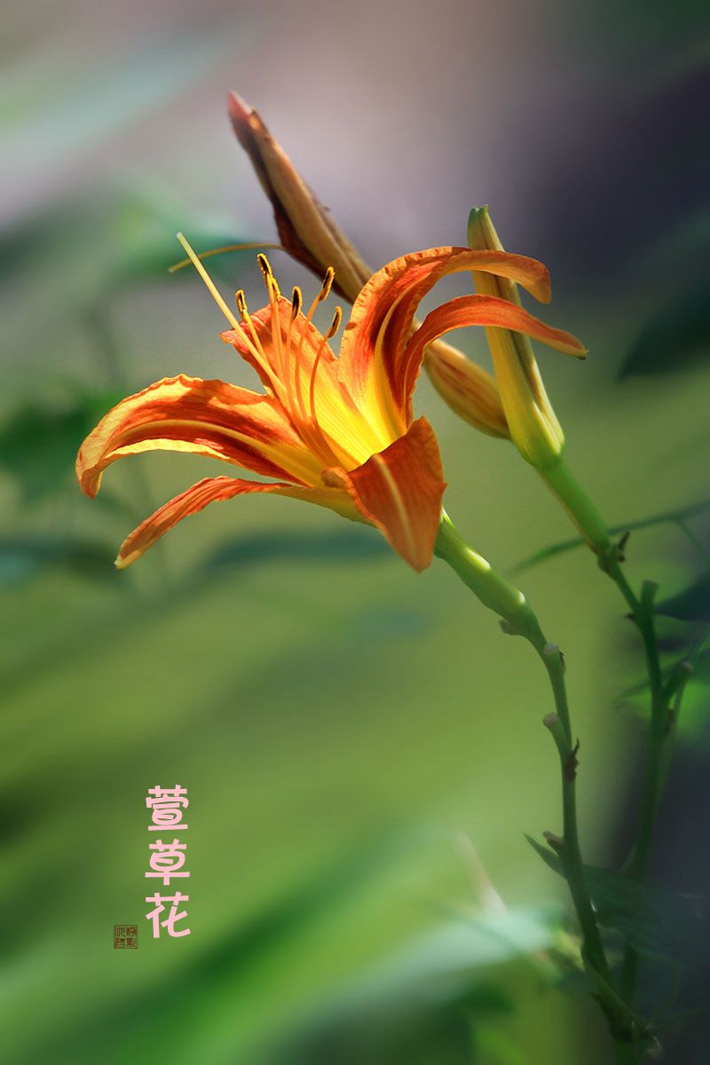 中国的母亲花--萱草花