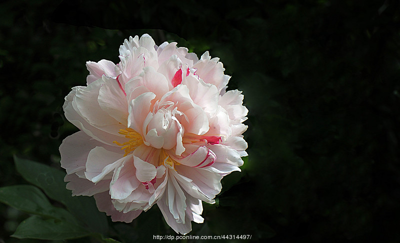 洁白无暇——芍药花