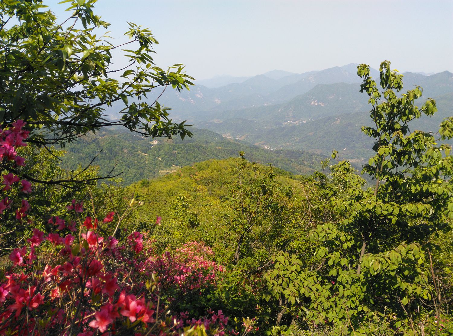 高山野生杜鹃花