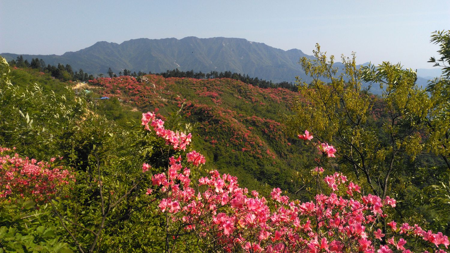 高山野生杜鹃花