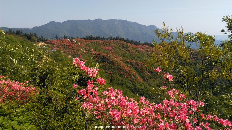 高山野生杜鹃花