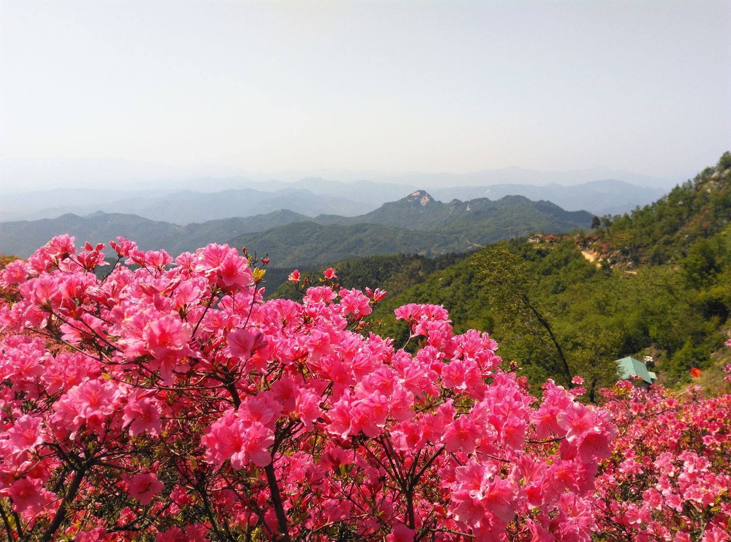 高山野生杜鹃花