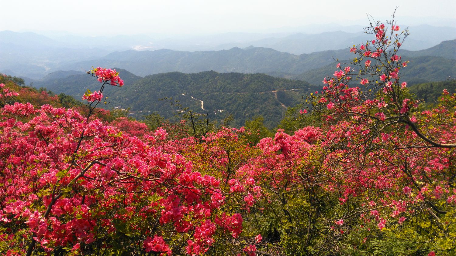 高山野生杜鹃花