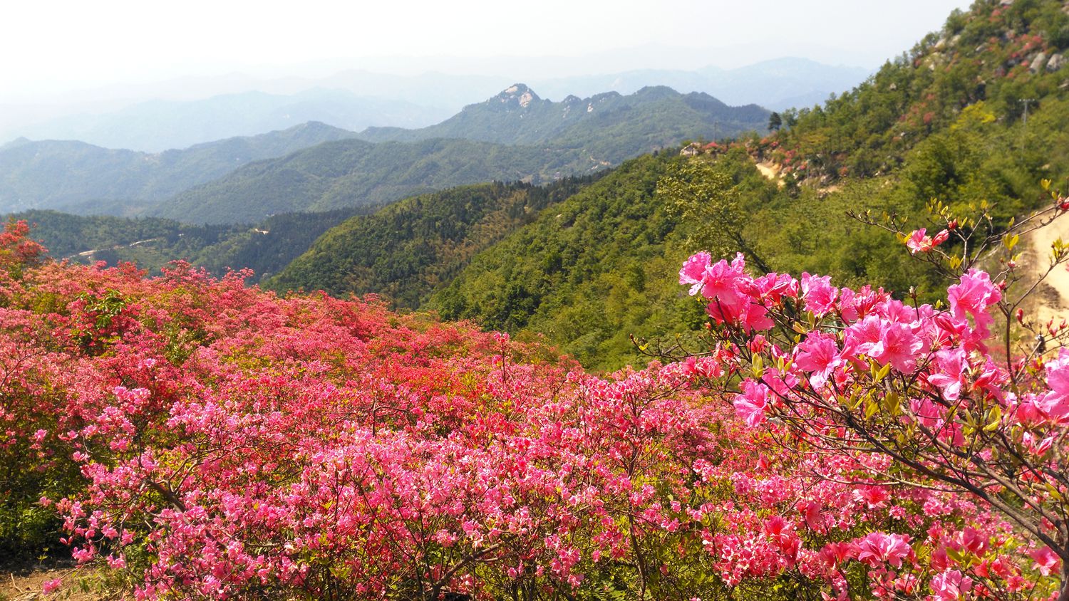 高山野生杜鹃花