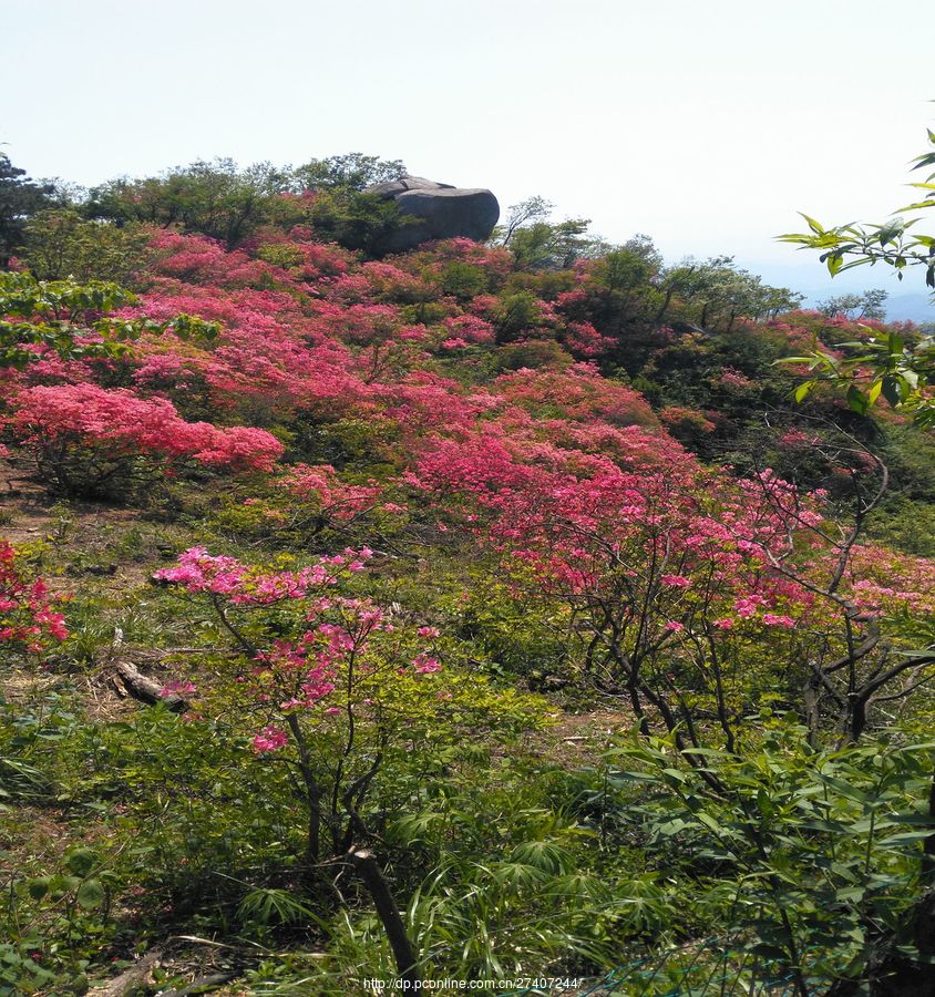 高山野生杜鹃花