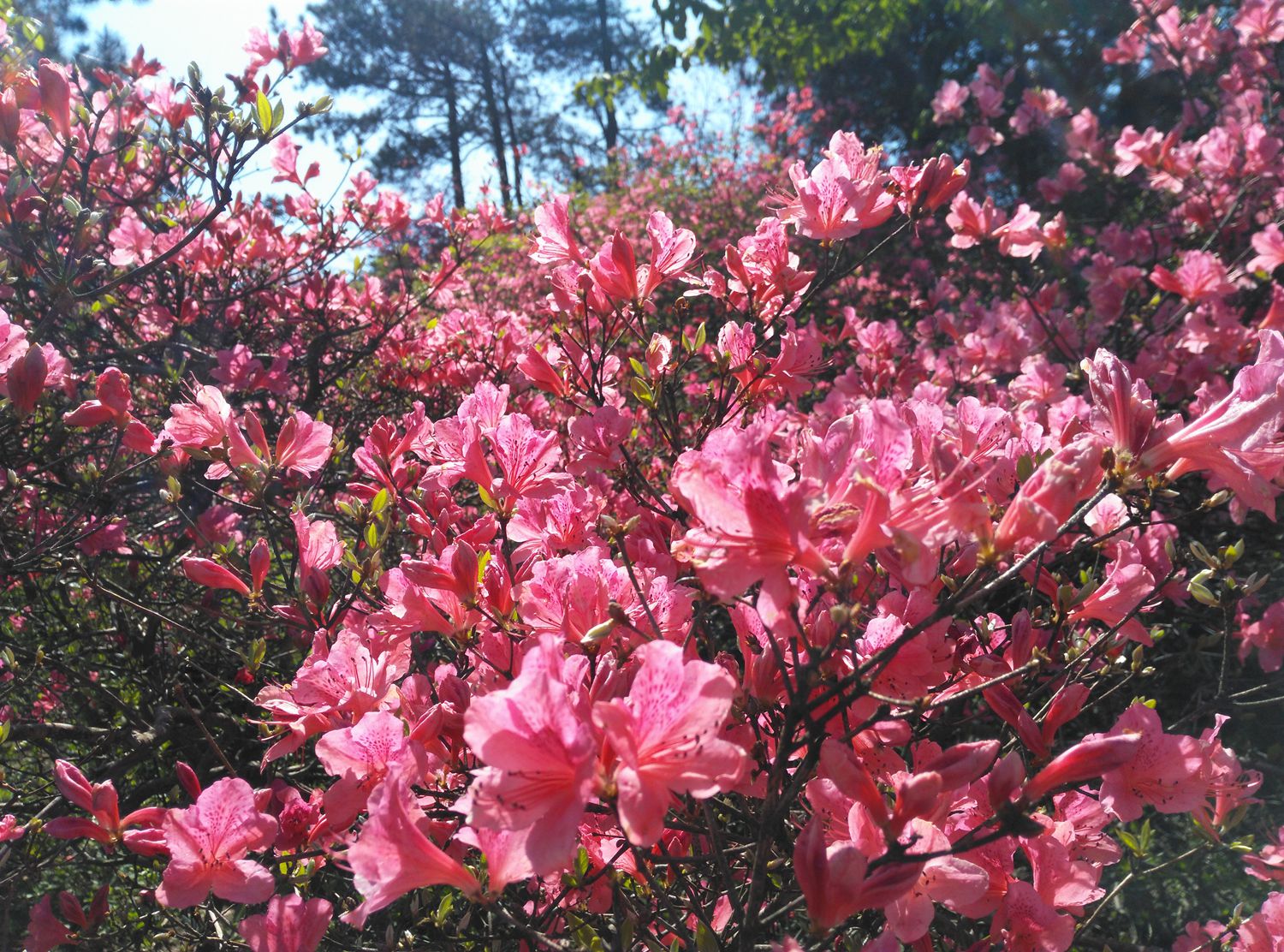 高山野生杜鹃花