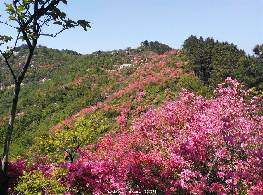 高山野生杜鹃花