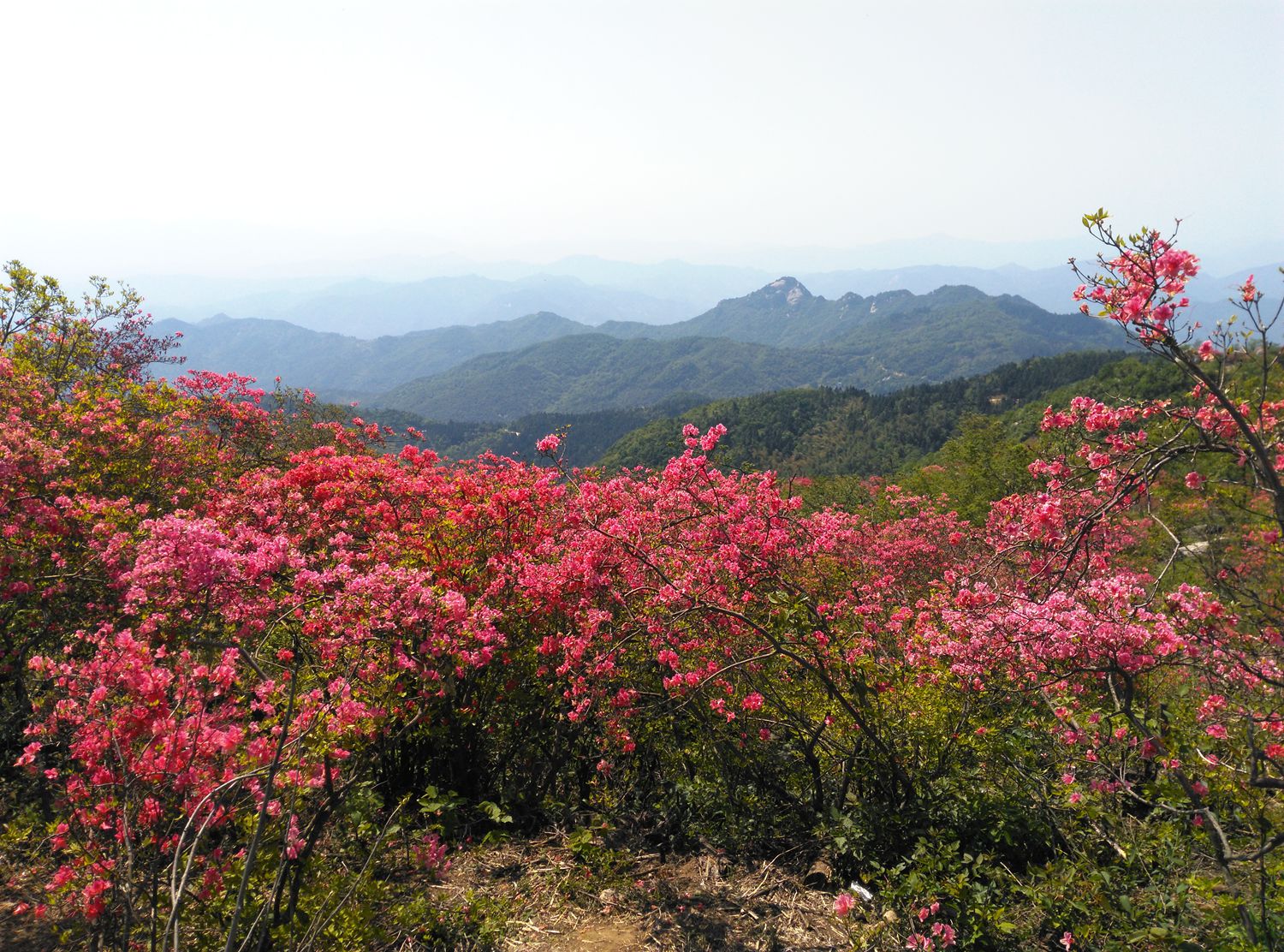 高山野生杜鹃花