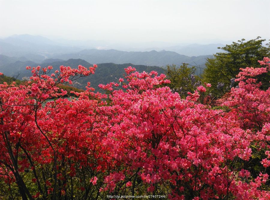 高山野生杜鹃花