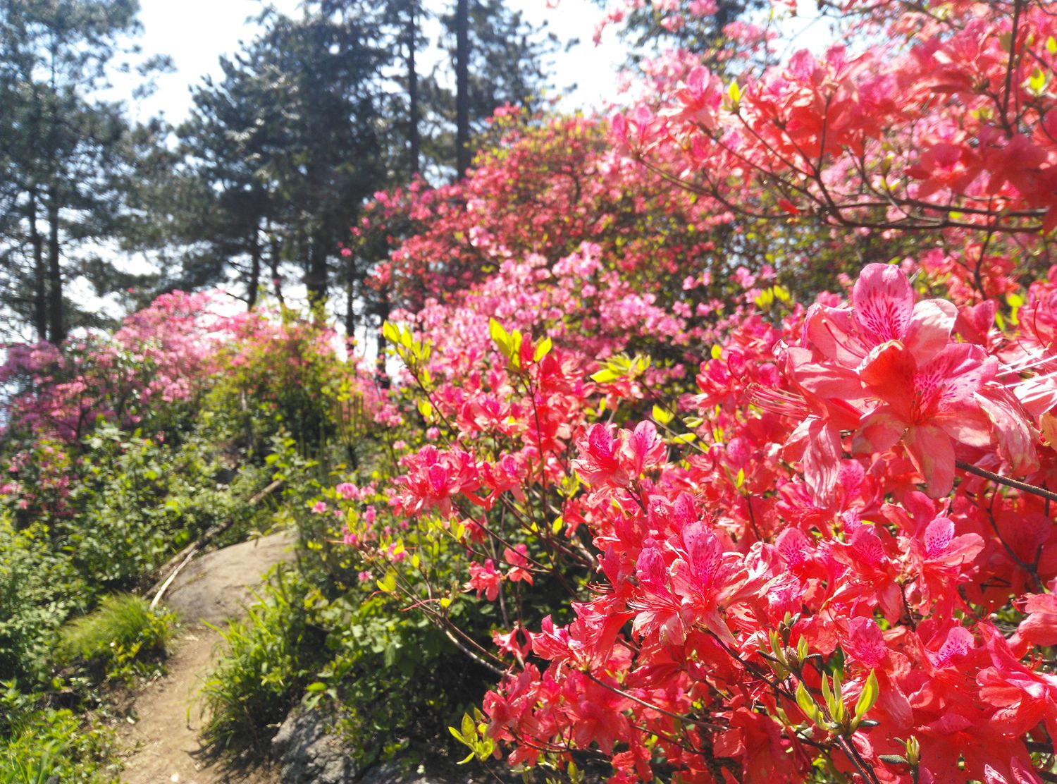 高山野生杜鹃花