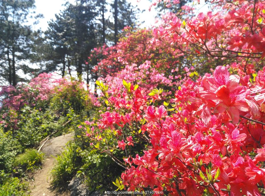 高山野生杜鹃花