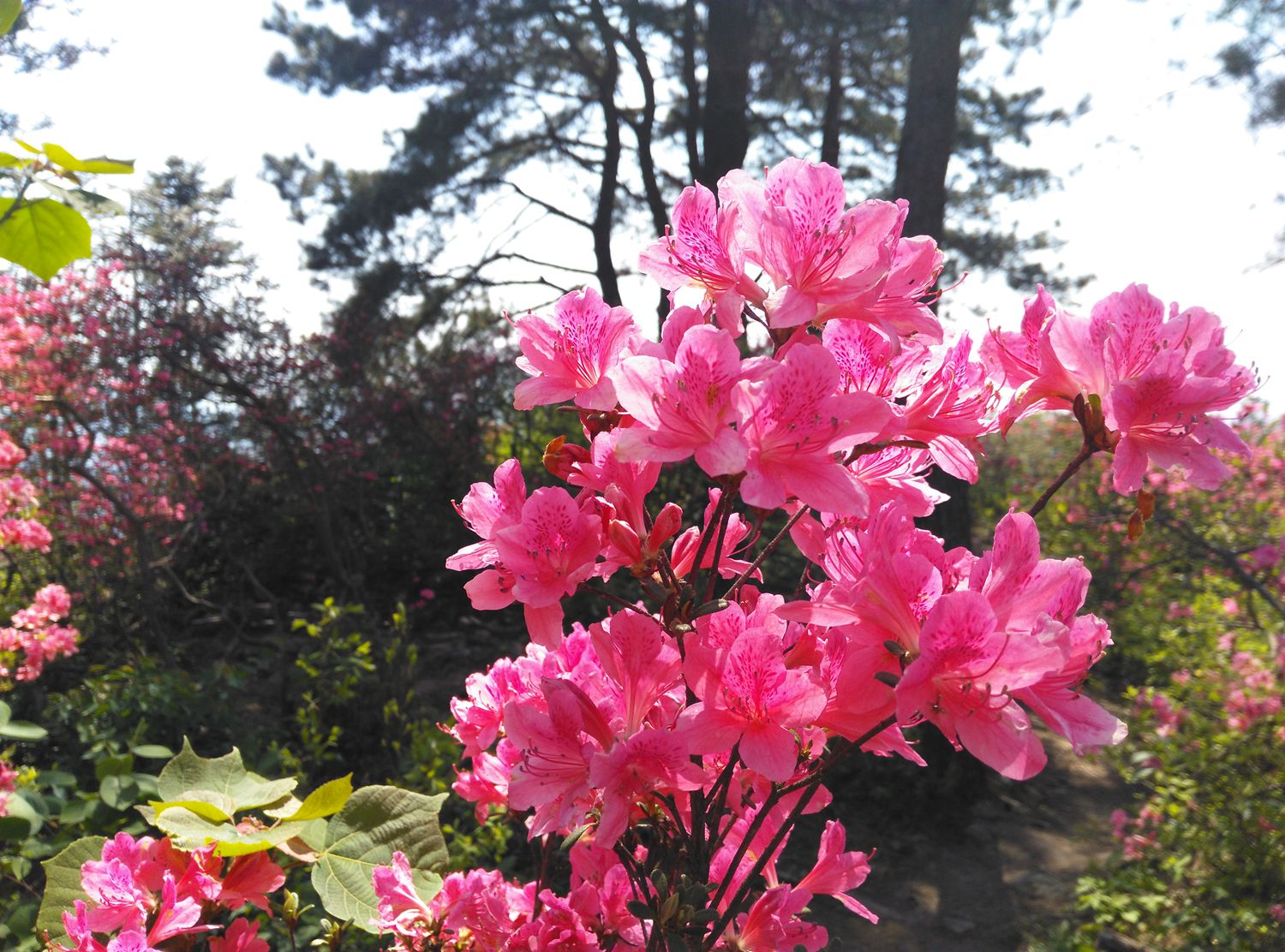 高山野生杜鹃花