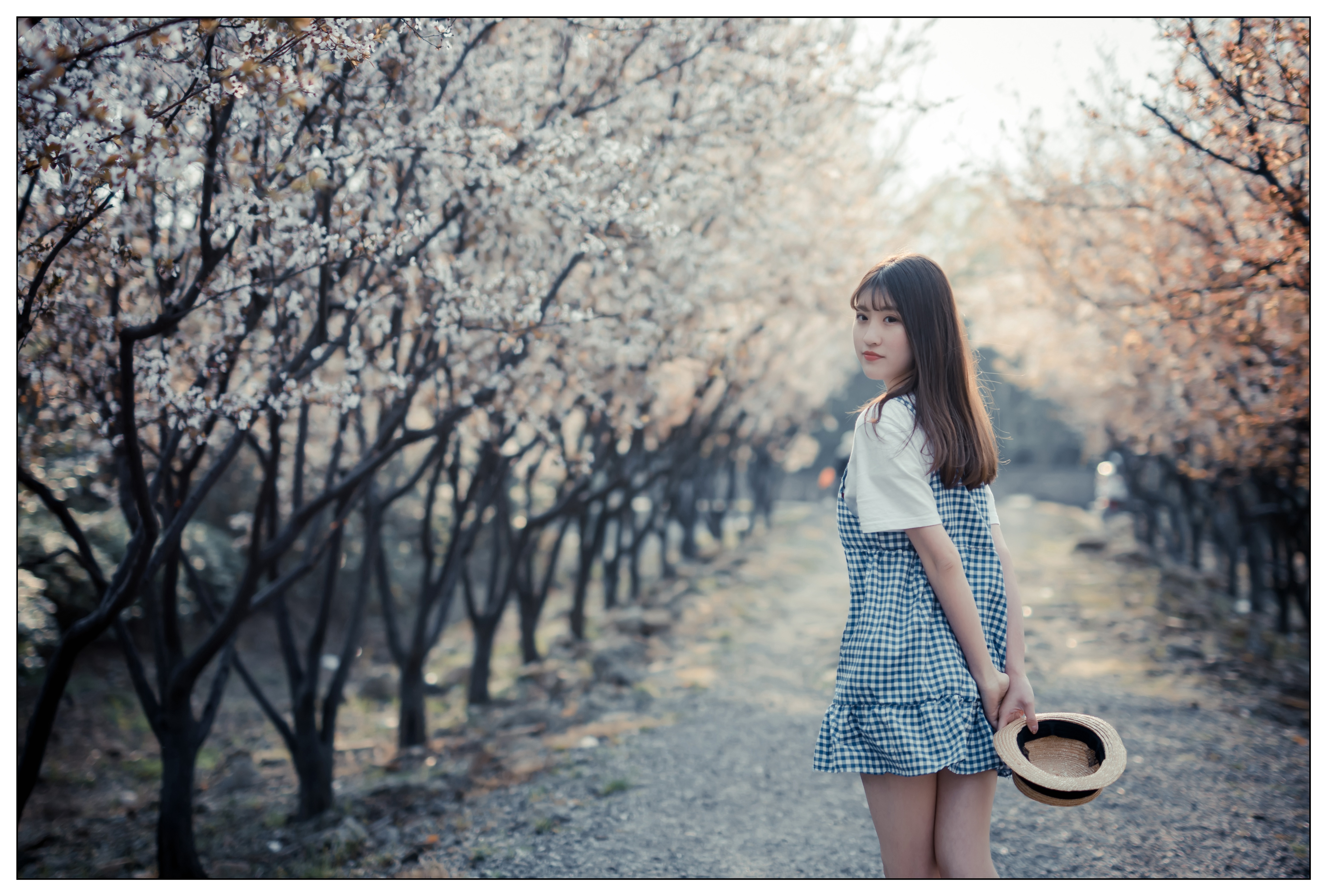 梨花开又放ii