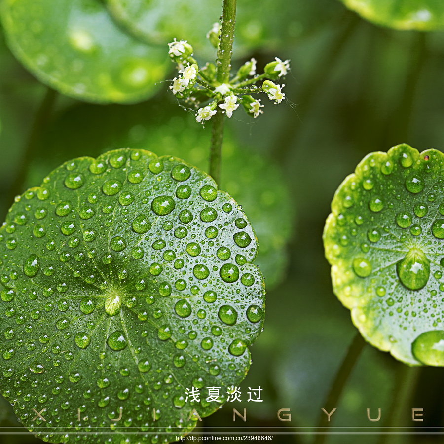 浅夏淡过