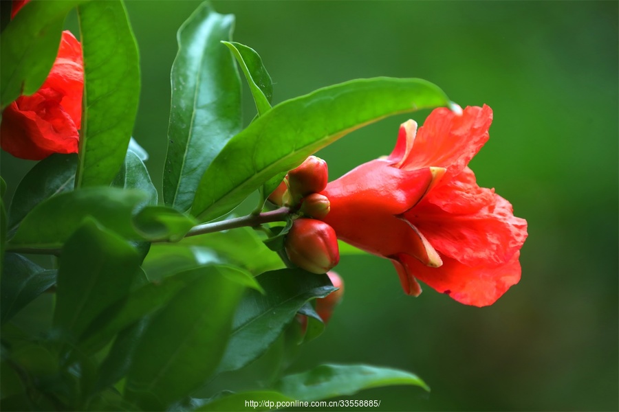 【石榴花开红似火摄影图片】生态摄影_菩提树_太平洋