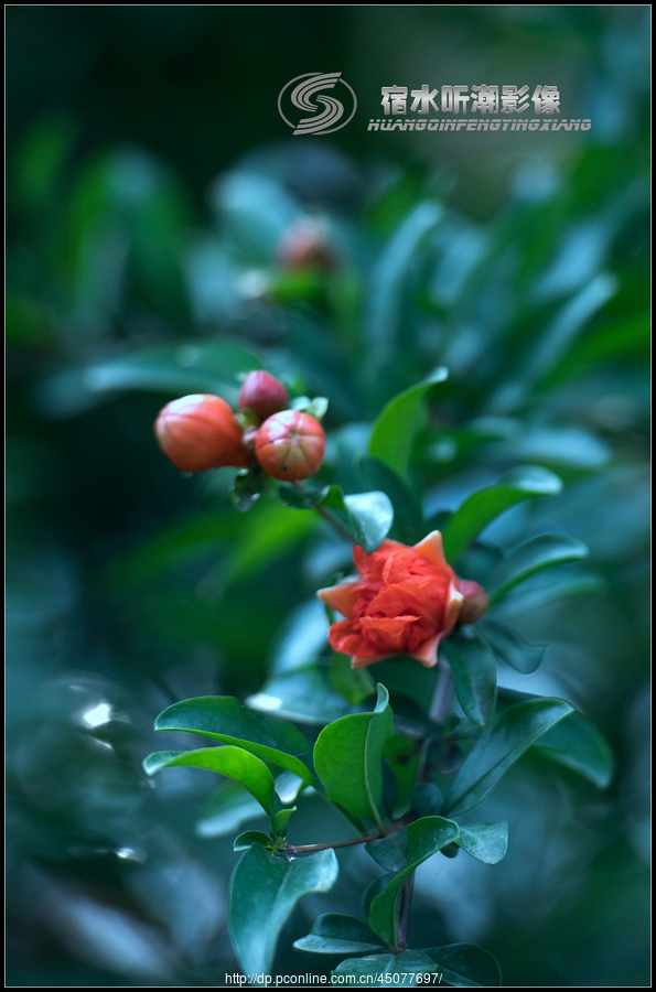 火红的石榴花
