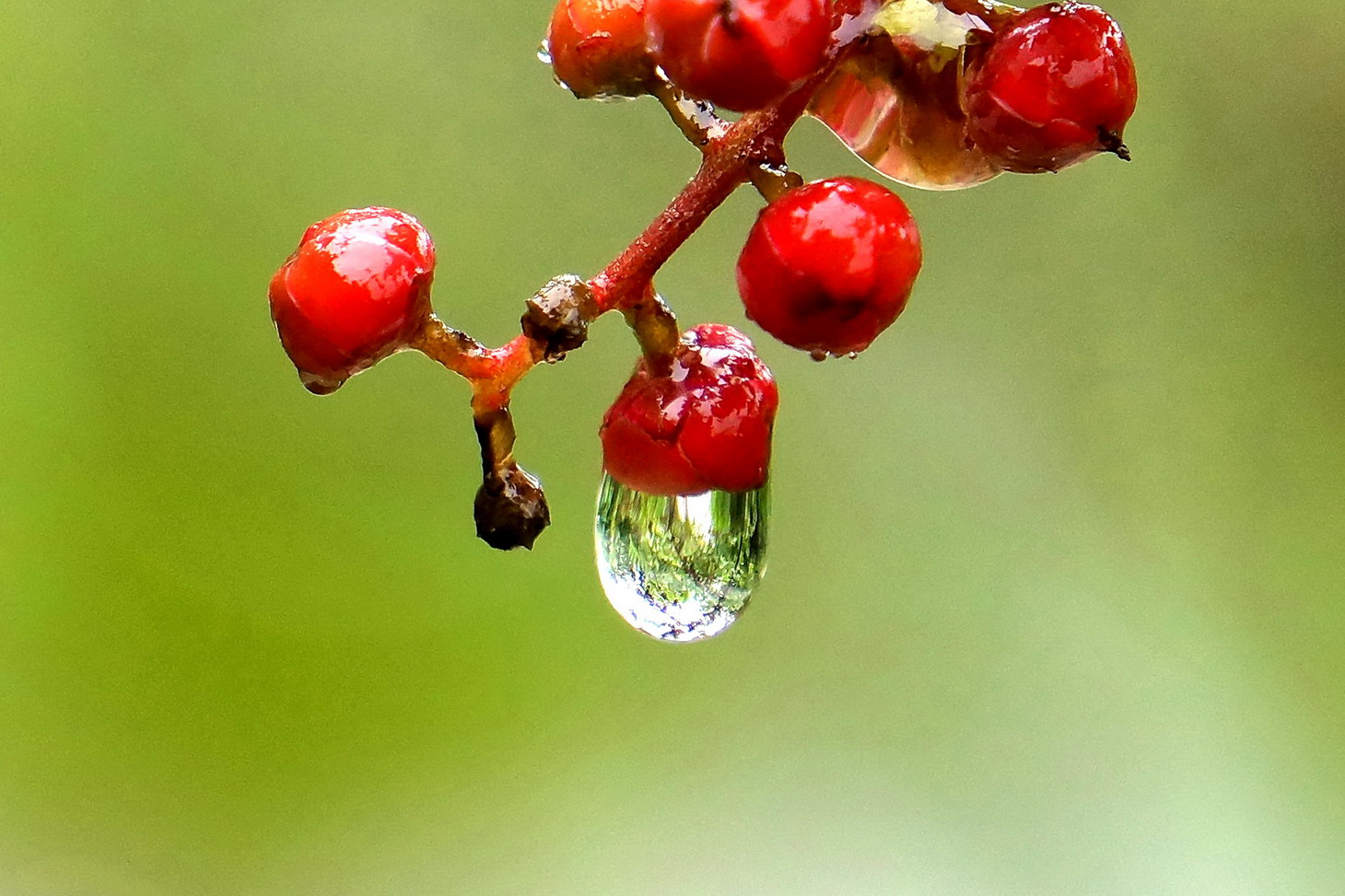 雨润花果