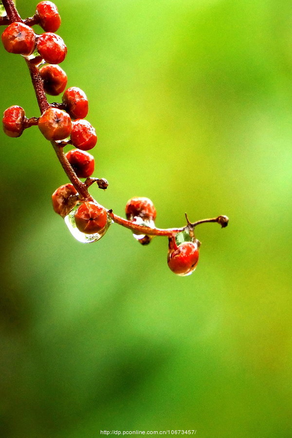 雨润花果