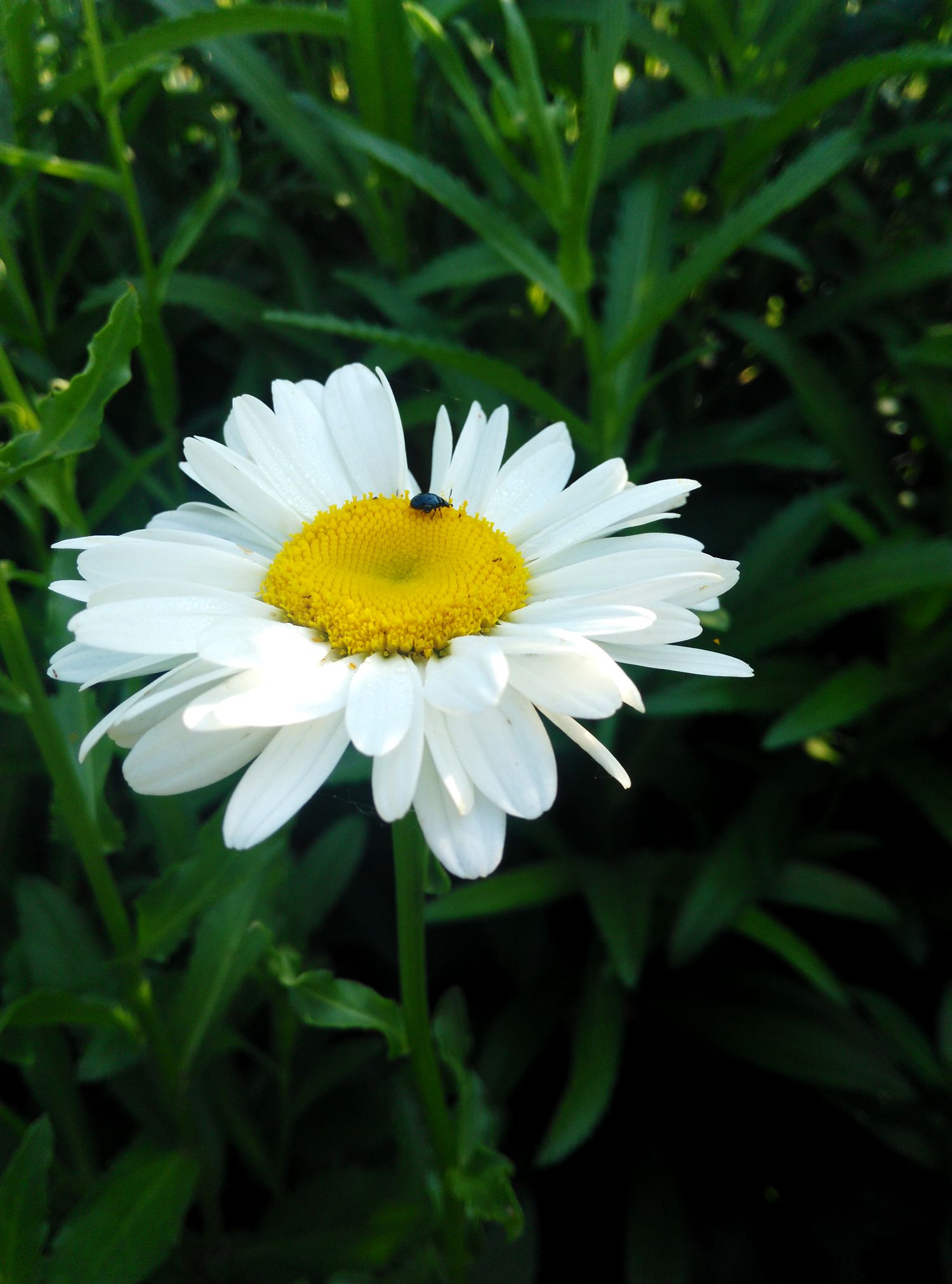 白菊花