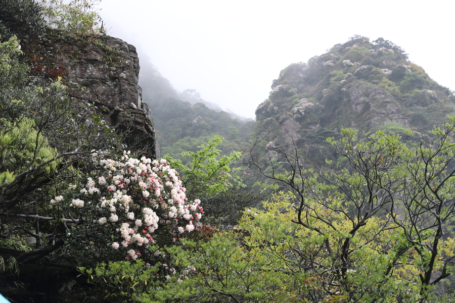 金秀圣堂山和变色杜鹃花