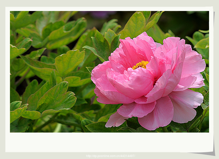百花丛中最鲜艳——牡丹 (共p)