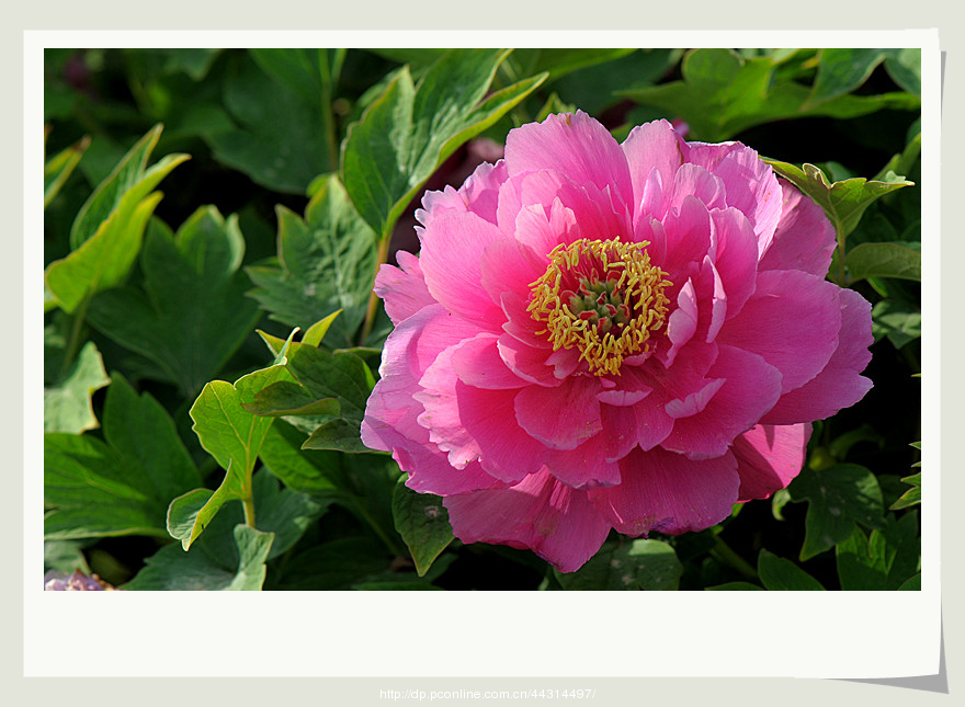 百花丛中最鲜艳——牡丹 (共p)
