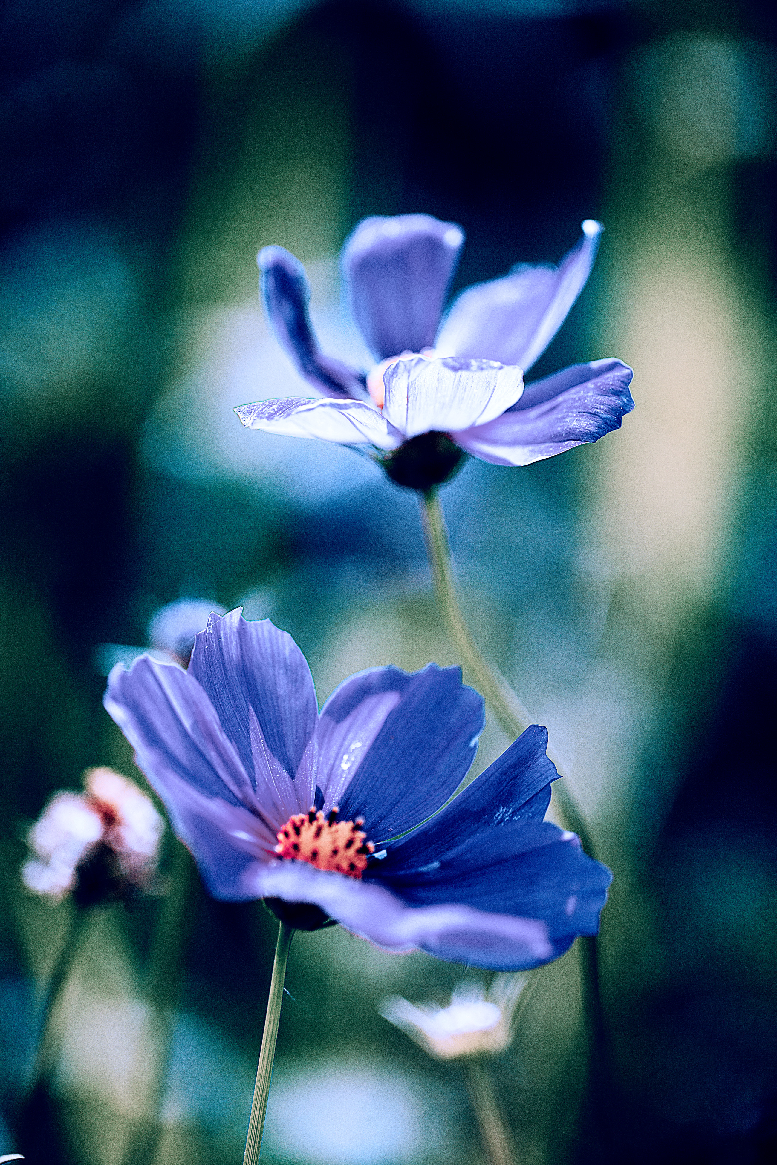 梦幻格桑花