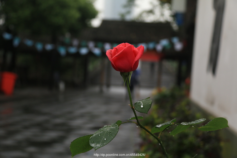 雨花