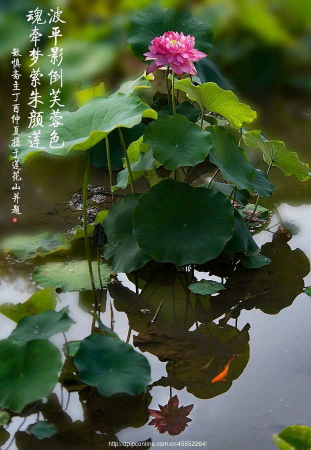 最是莲花真仙境