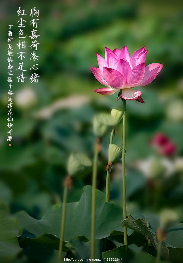 最是莲花真仙境