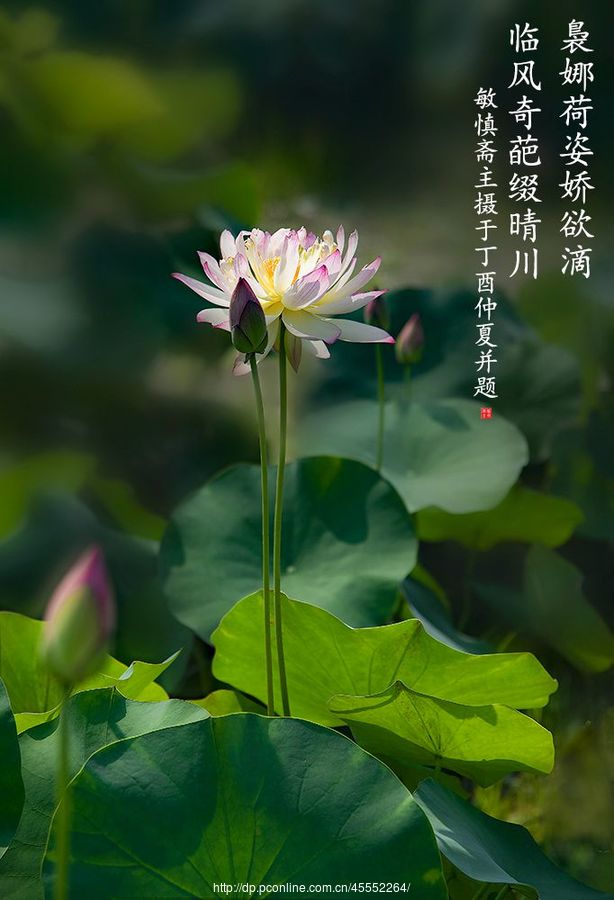 最是莲花真仙境