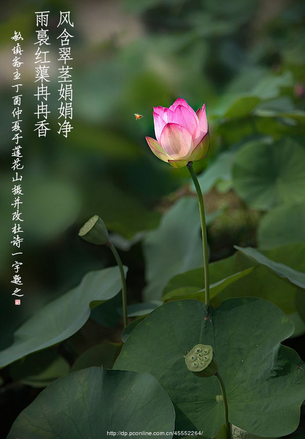 最是莲花真仙境