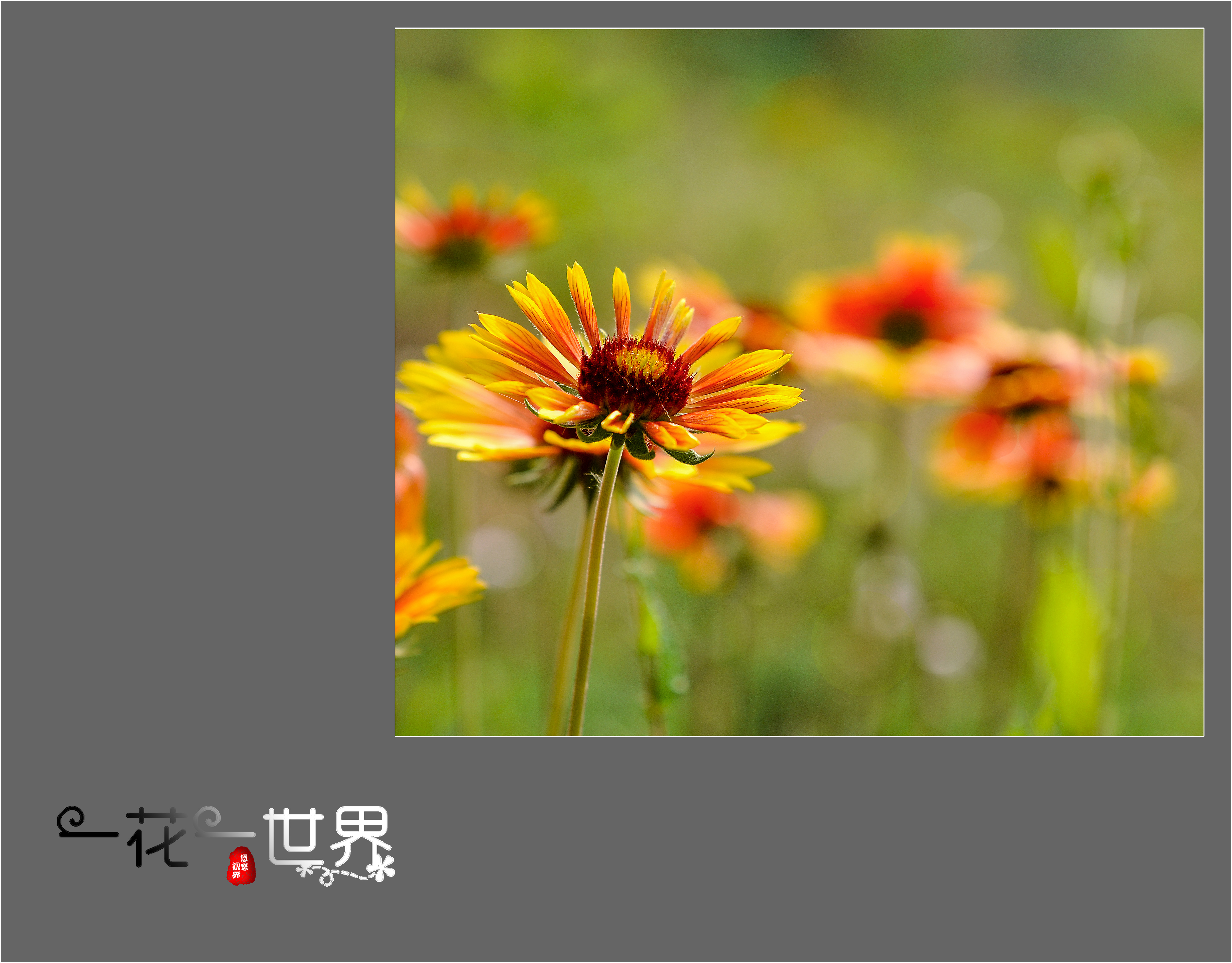 一花一世界(二)