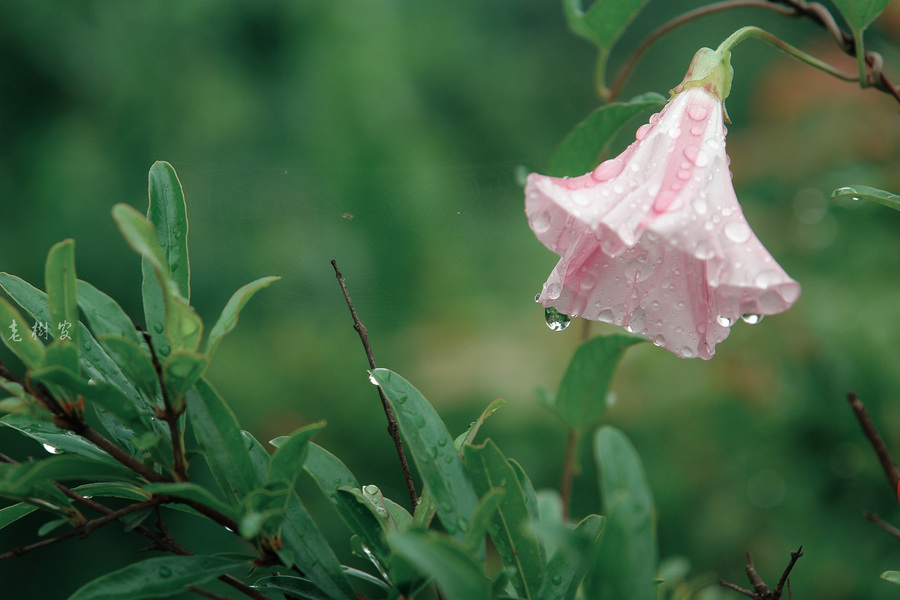 雨中花