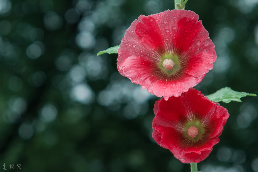 雨中花