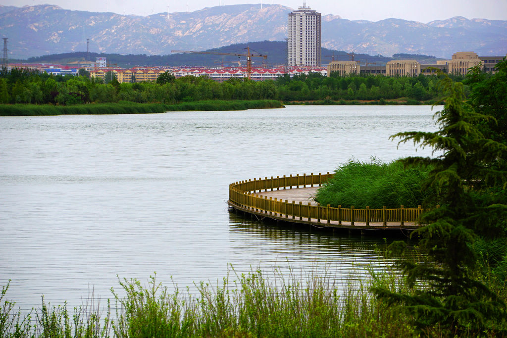 夏日的海阳湿地公园