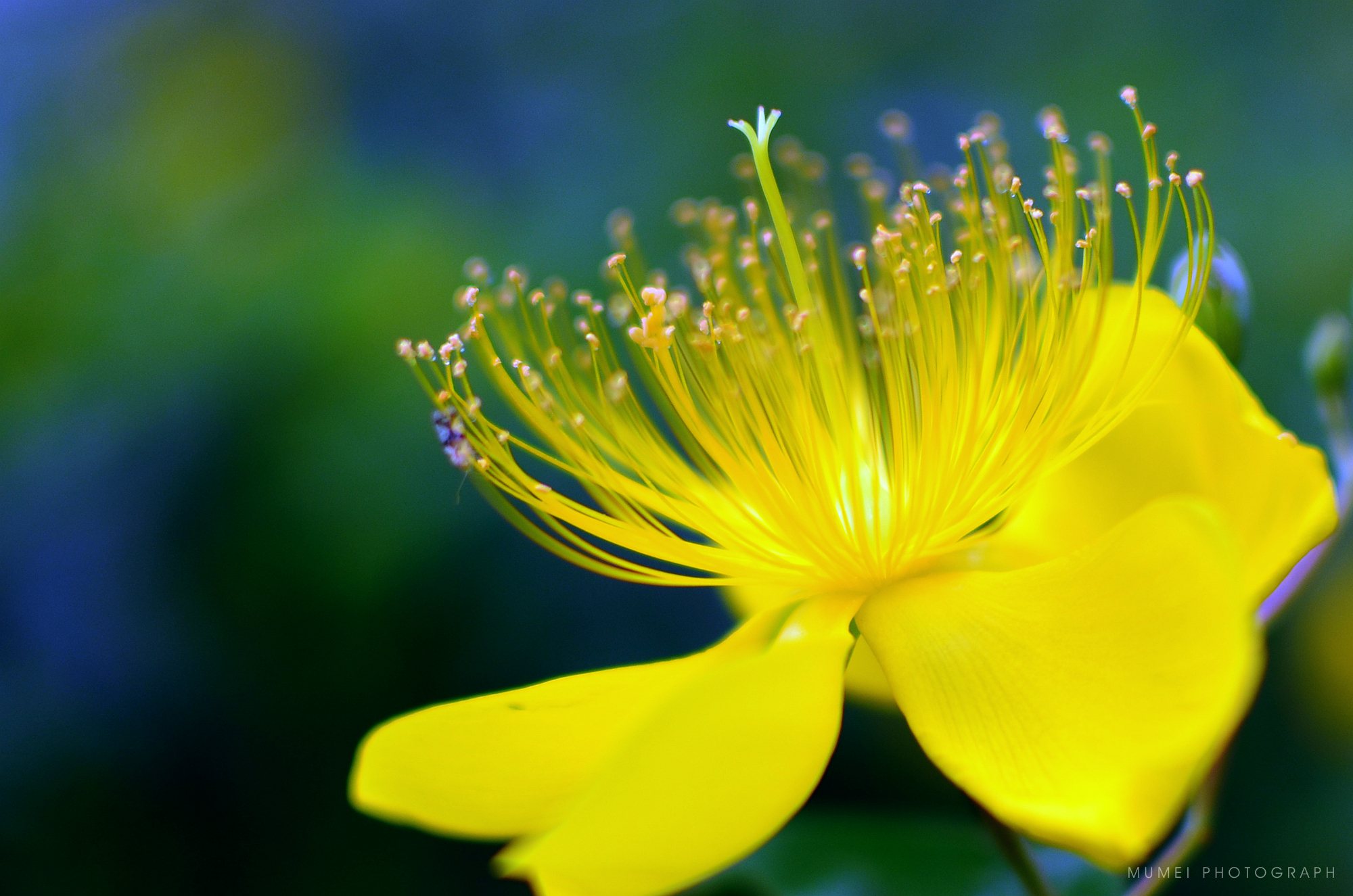 纤纤花蕊