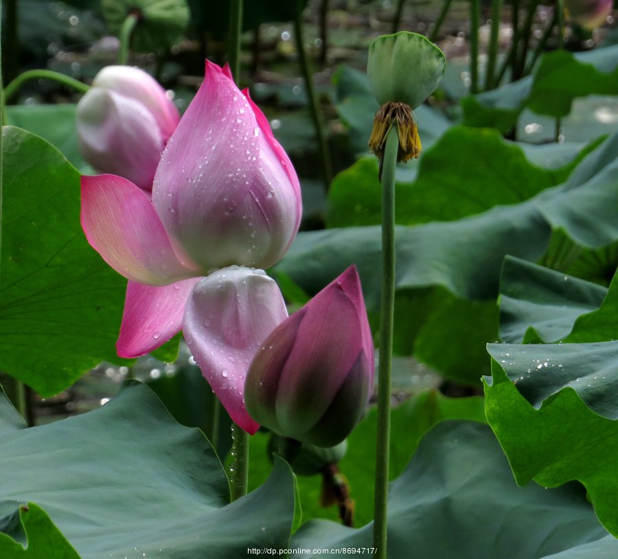 夏.雨打荷花 (共p)