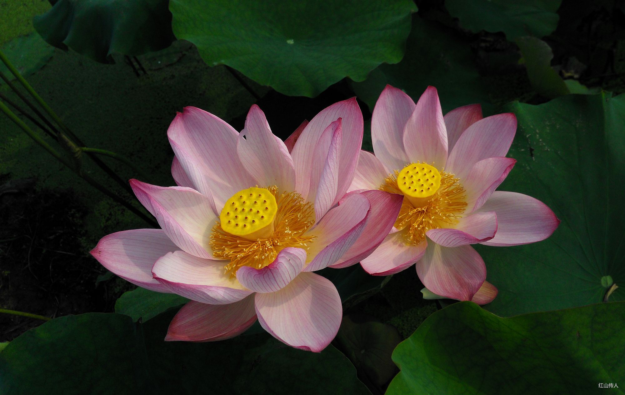 万亩荷花盛开
