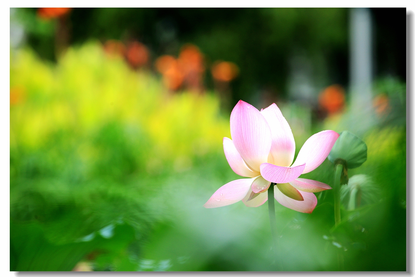 出水芙蓉