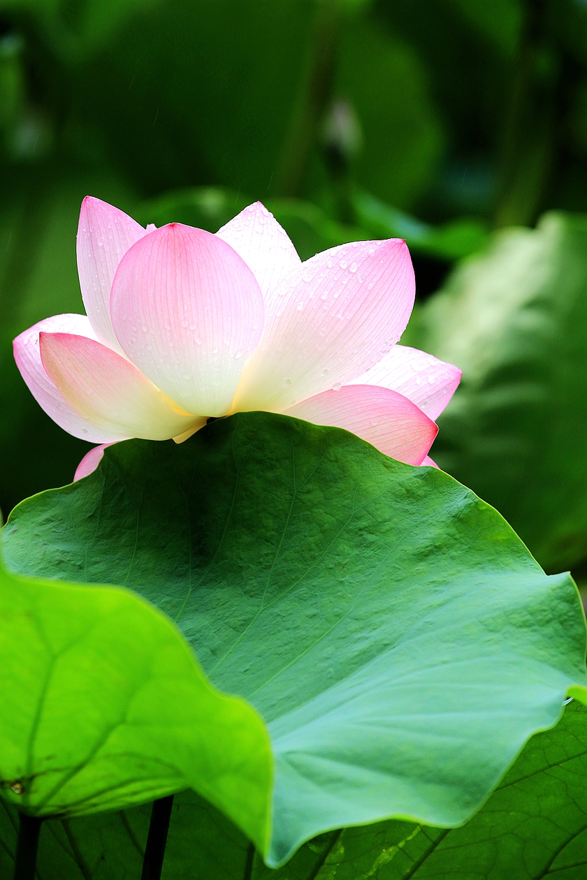 出水芙蓉